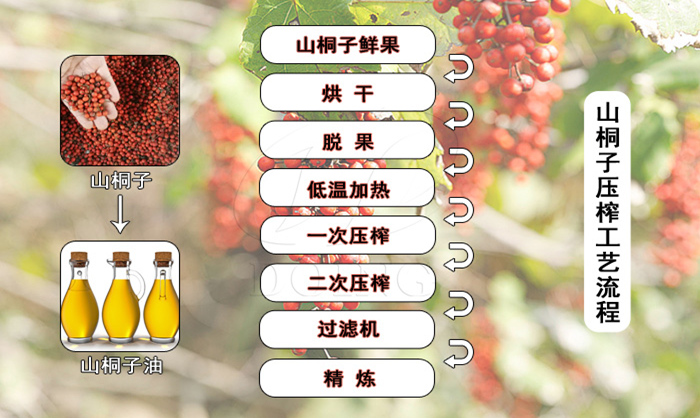 山桐子油壓榨工藝
