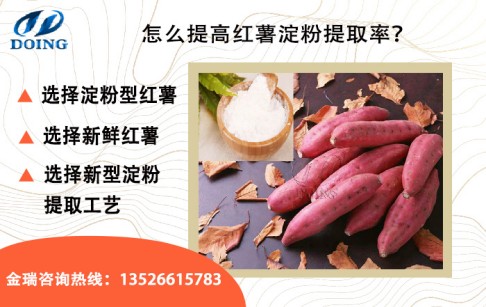 紅薯出淀粉率是多少？怎么提高紅薯出淀粉率？