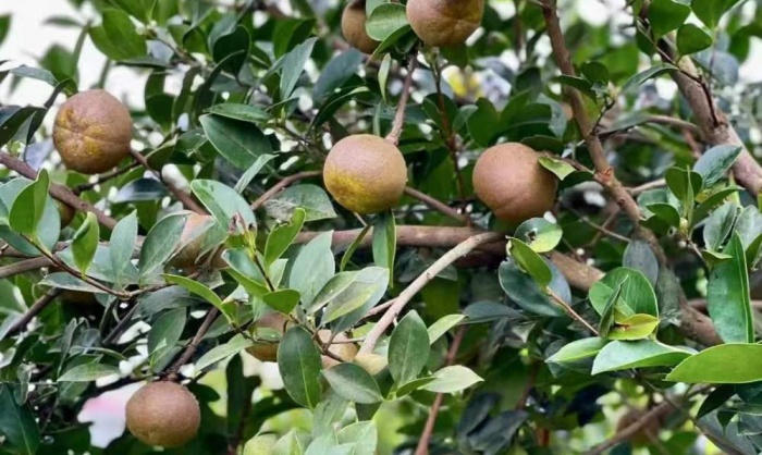 山柚果